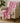 Kikiamo KK16 Flamingo Throw Blanket