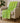 Kikiamo KK5 Lime-In Throw Blanket