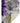 Kikiamo KK7 Majesty Throw Blanket