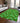Wonderland WN18 Green Rug