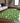 Wonderland WN23 Emerald Rug