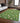 Wonderland WN35 Green Rug